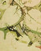 Soft Green Botanical Printed Kurta